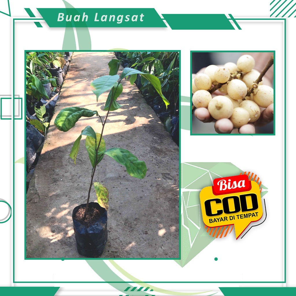 Bibit Langsat Bibit Buah Langsat Super Berkualitas[ SIAP KIRIM ]