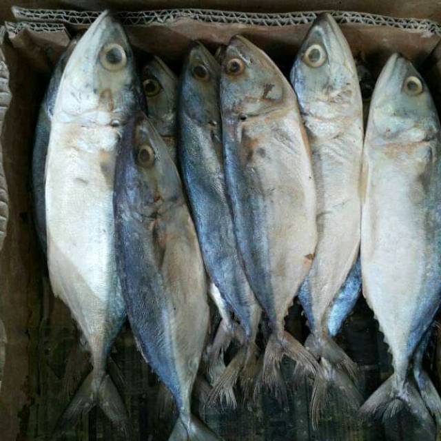 

Ikan asin peda sedang campur isi 250gram Murah + enak