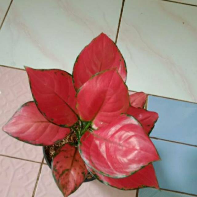Tanaman Hias Aglonema Super Red Anjamani/Aglonema Red Anjamani