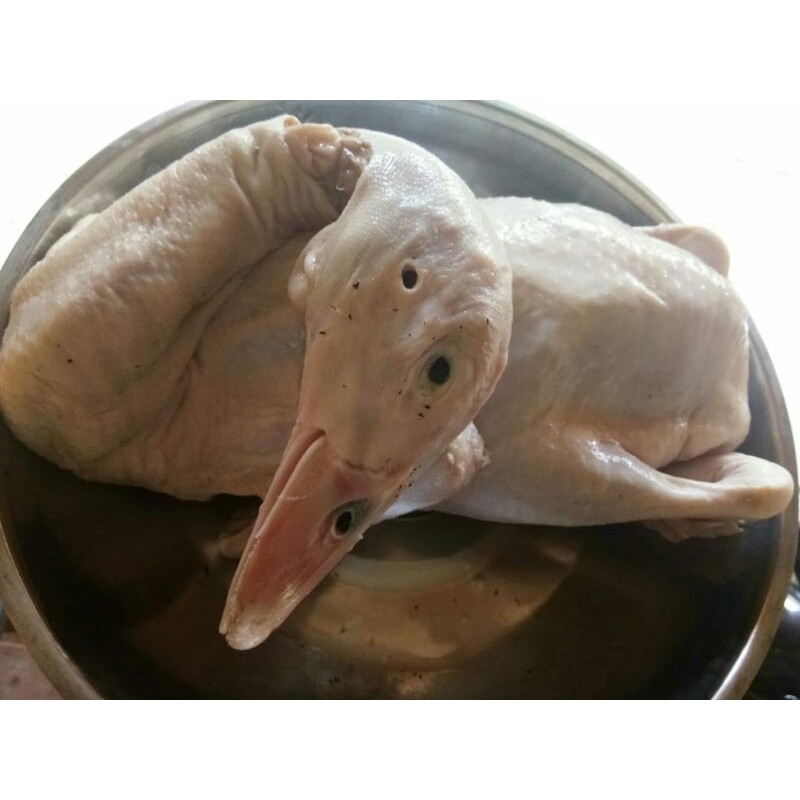 

Bebek Hibrida/daging bebek size 1.4kg