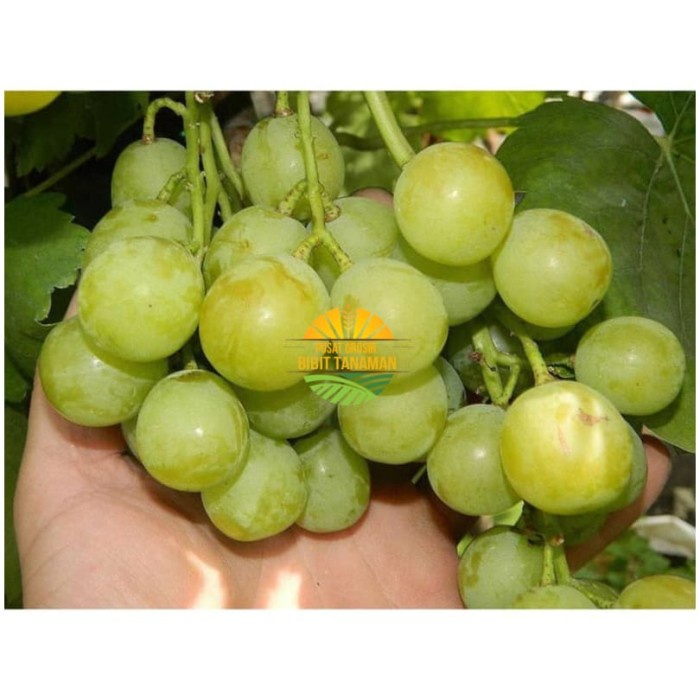 Bibit Anggur Import Seto Giant Grafting