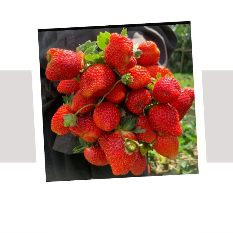 

buah strawberry fresh