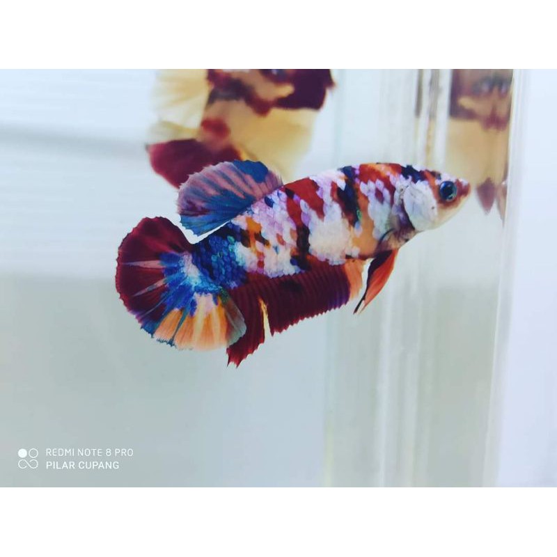 FM Yellow Base Galaxy Multicolour