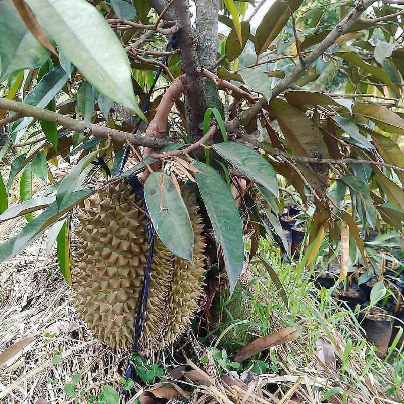 

paket Durian Montong