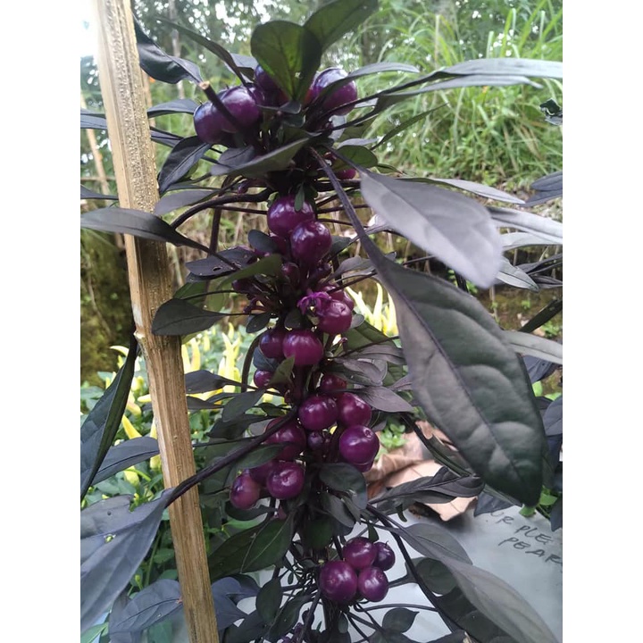 Benih Bibit Biji - Cabai Purple Pearl Cabe Pelangi Rainbow Ornamental Pepper Seeds - Buah Produktif