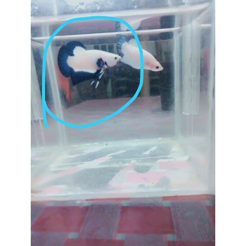 ikan cupang blue rim betina gendong telur