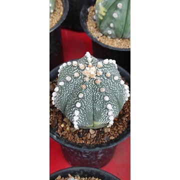 astrophytum varigata