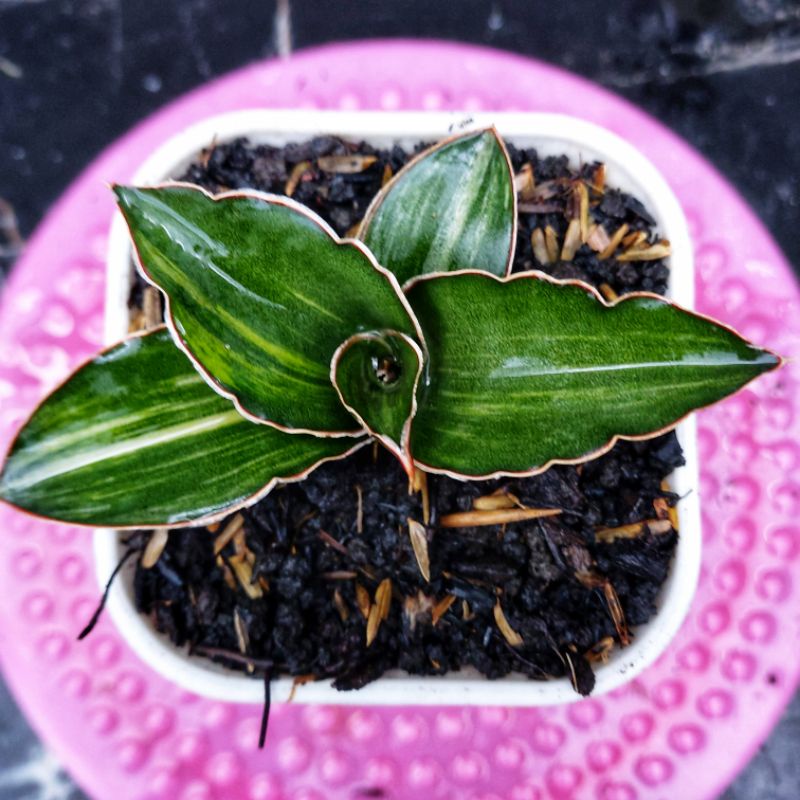 Sansivera Lavranos 23295 Varigata #02