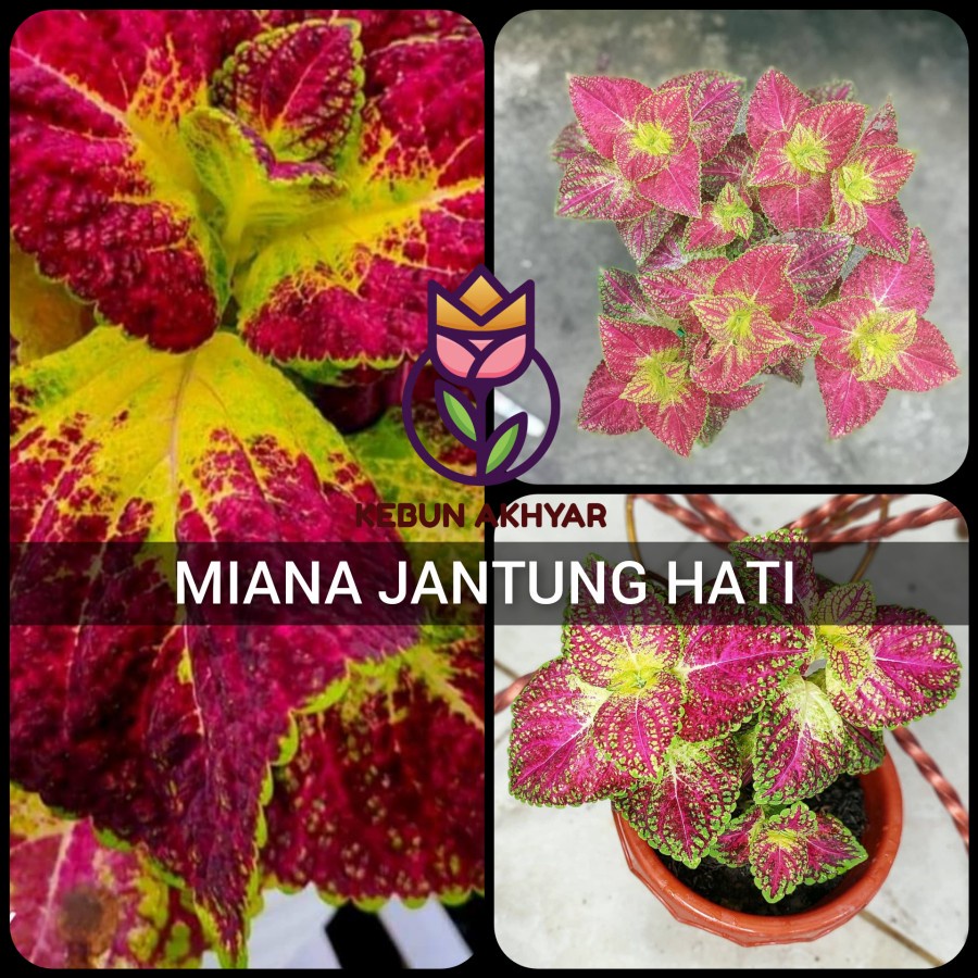 Miana Jantung Hati Tanaman Hias Daun Miana