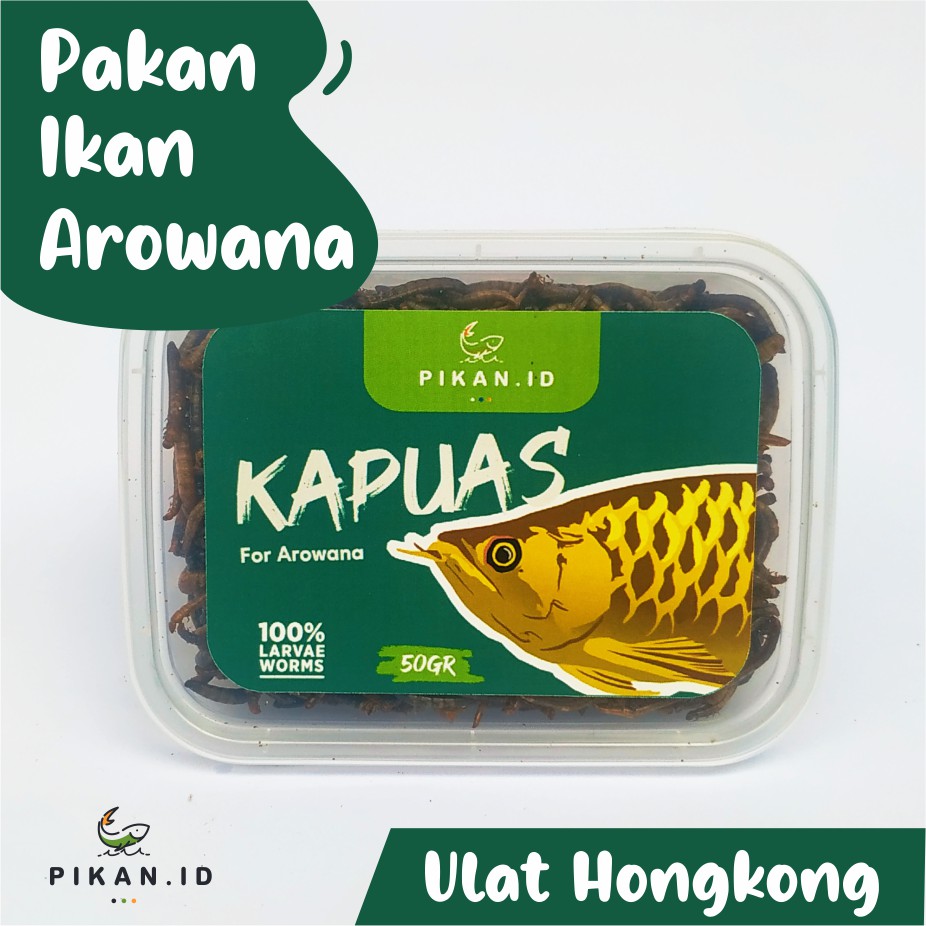 KAPUAS ULAT HONGKONG KERING 50 gr PAKAN IKAN ARWANA PREDATOR AIR TAWAR CHANNA by PIKAN.ID