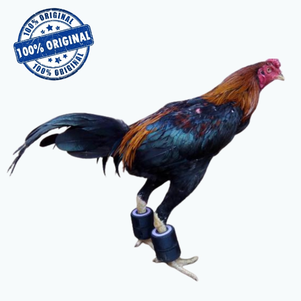 Barbel ayam petarung 100 gram - 500 gram