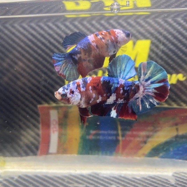 Sepasang Cupang Koi Galaxy & Galaxy Multicolour size M+ (PRODUK HANYA 1)