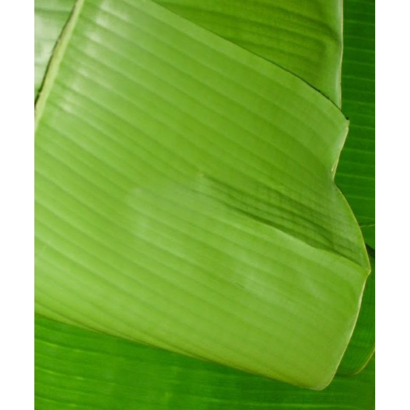 

daun pisang segar
