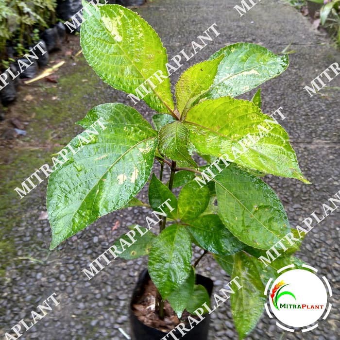 Bibit Tananam Keji Beling Bibit Keji Beling Pohon Keci Beling Daun Keji Beling