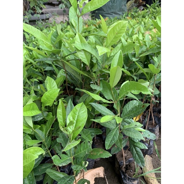 BIBIT SALAM (BUAT MASAK) (Beli 5 gratis 1)