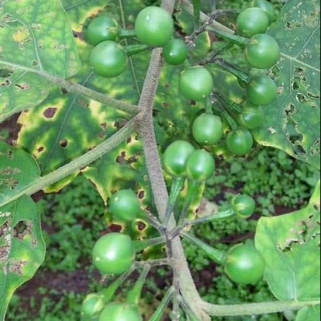 

tekokak segar 1 kg.