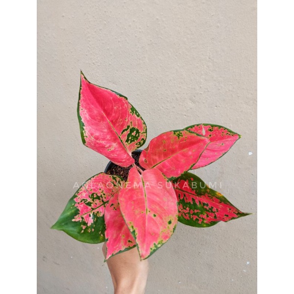 aglonema kocin tembaga aglaonema bibit