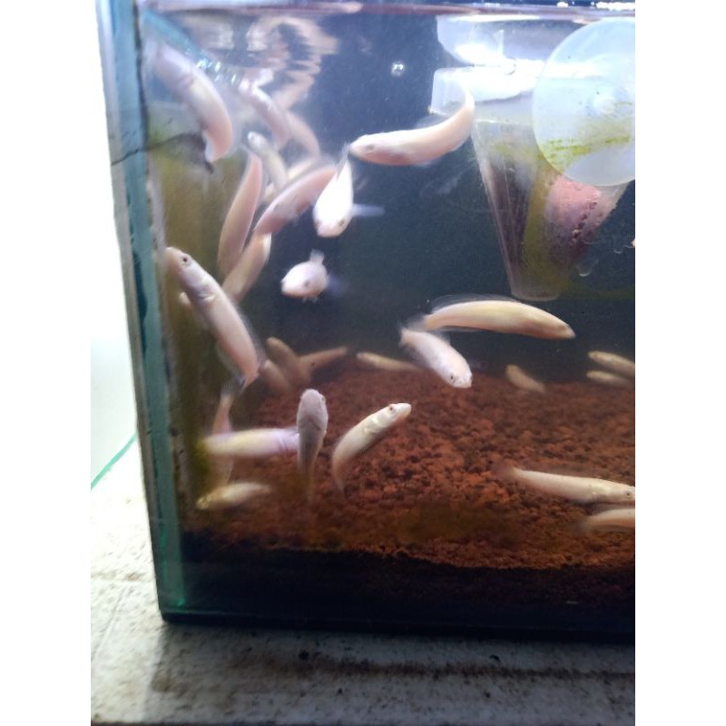 ikan channa striata albino mata merah 5-6cm