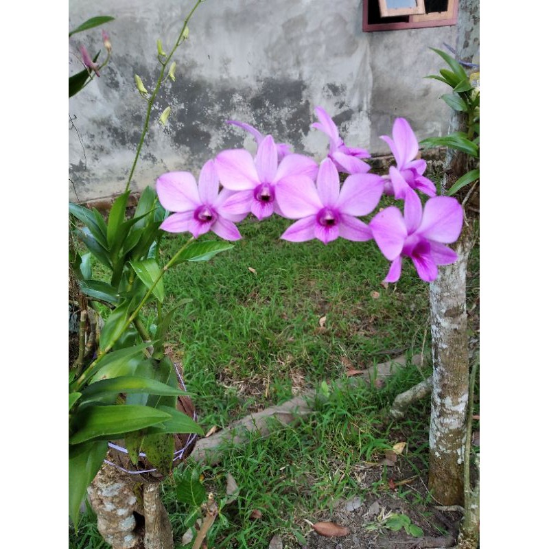 Anggrek Dendrobium Larat