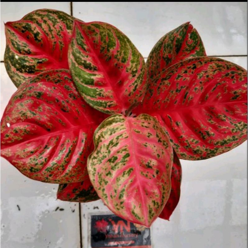 Aglonema WULANDARI SUPER RIMBUN