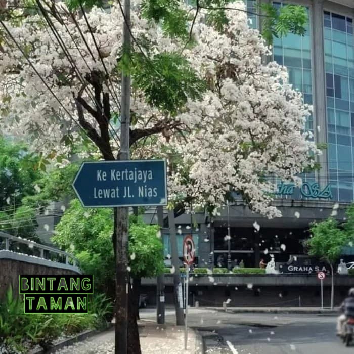 tanaman hias tabebuya bunga putih - bibit pohon tabebuya bunga putih