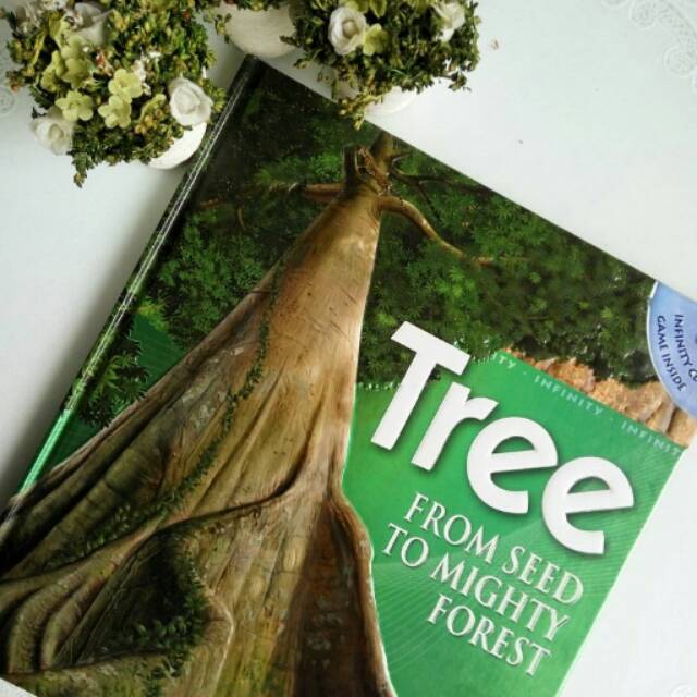 Tree From Seed to Mighty Forest