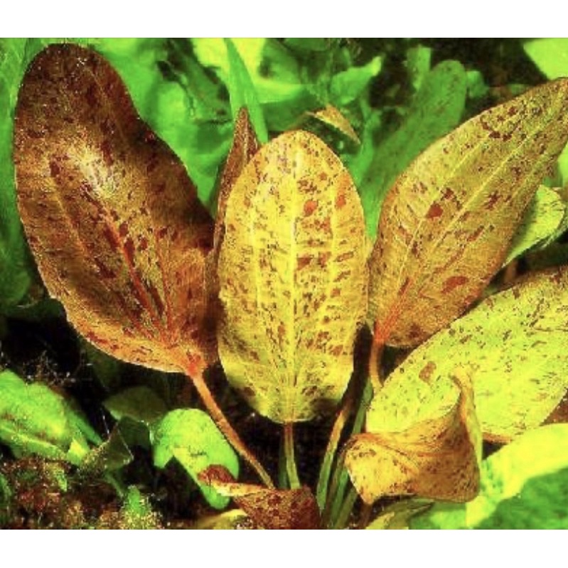 Echinodorus ozelot red ( tanaman aquascape tanpa co 2 )