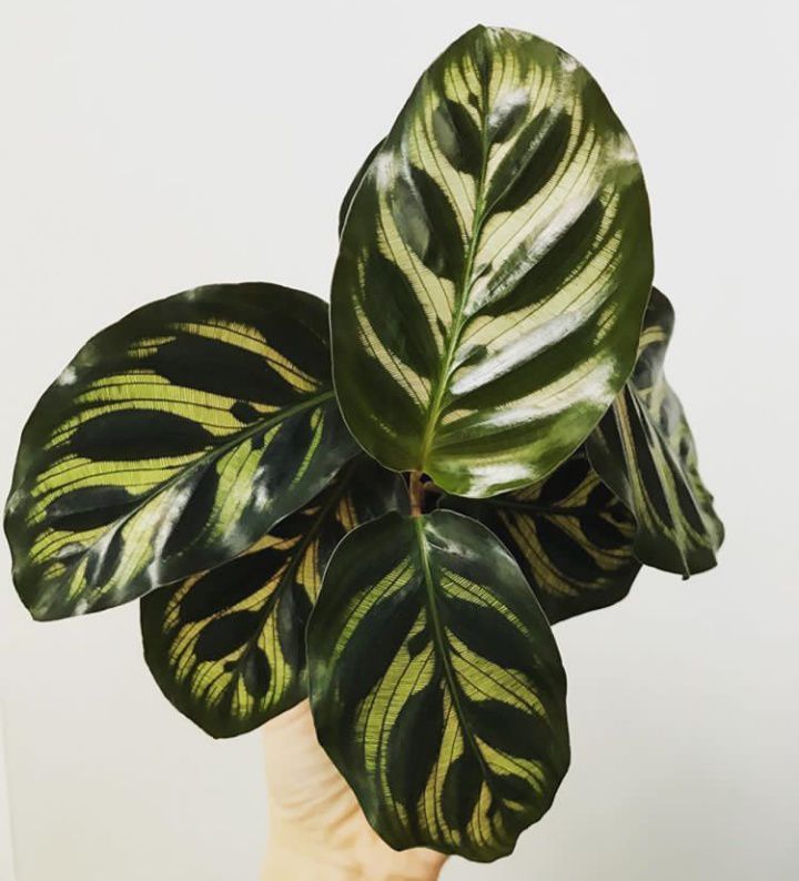 Калатея макояна уход в домашних условиях фото Калатея макояна уход в домашних условиях фото