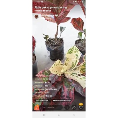 live tgl 06 ags deal kak @eimsj9vskh kura rehana kuning