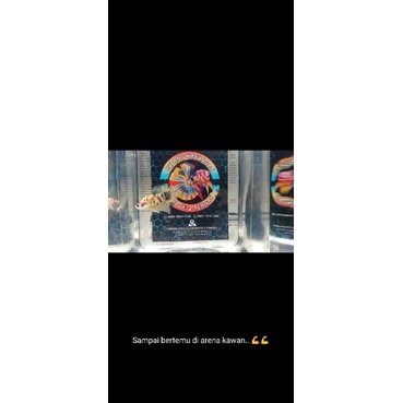 Cupang Yellow Fancy Promo