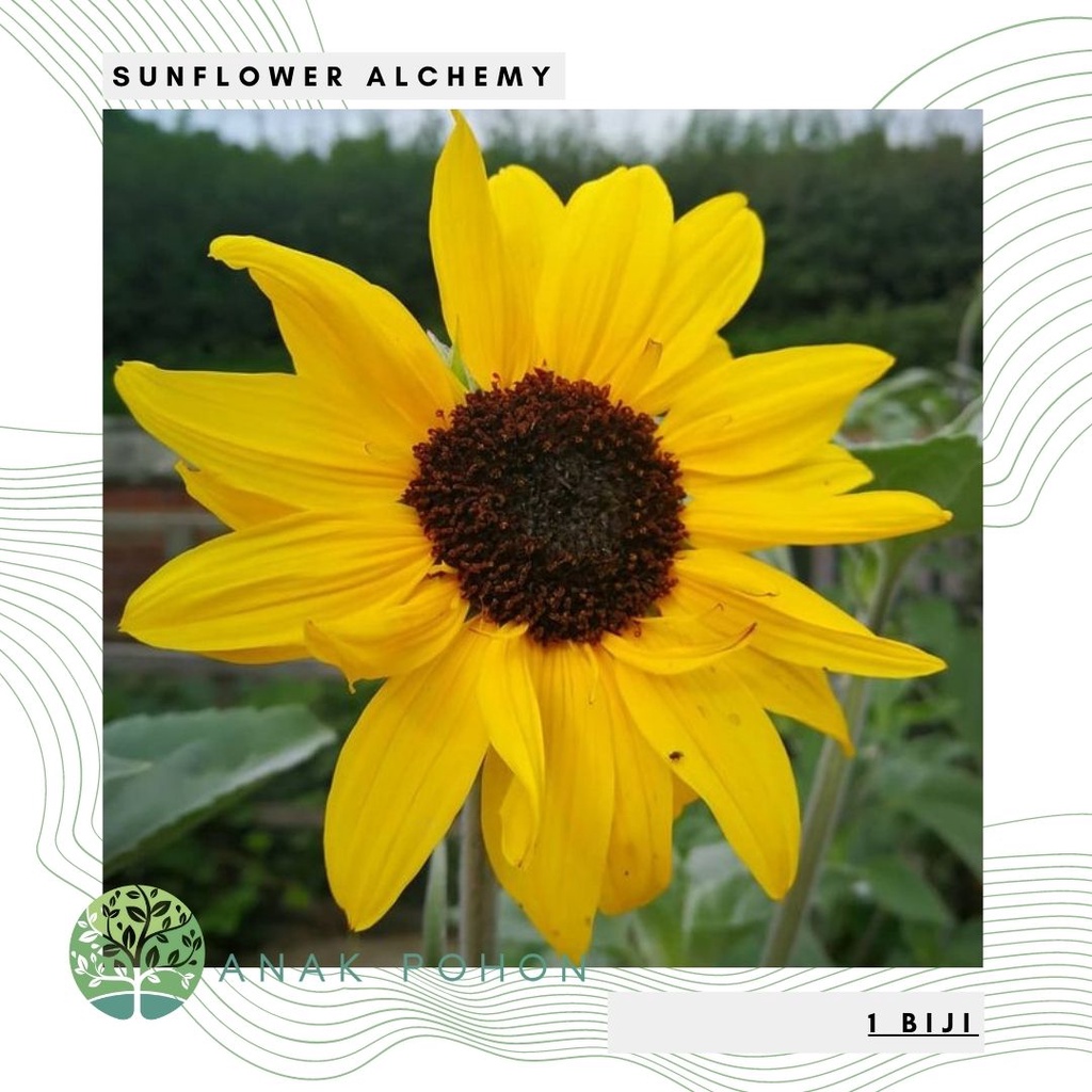 Benih Bibit Biji - Sunflower Alchemy Bunga Matahari Flower Seeds - IMPORT