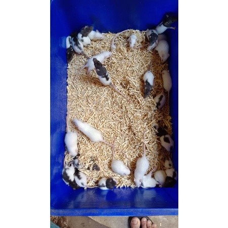 Rat Sapih/Tikus Putih/Pakan Reptile