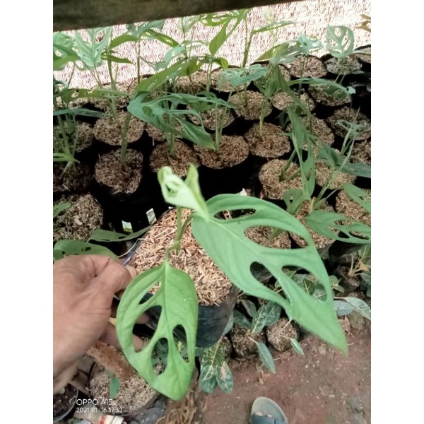 tanaman hias janda bolong tanaman rambat janda bolong