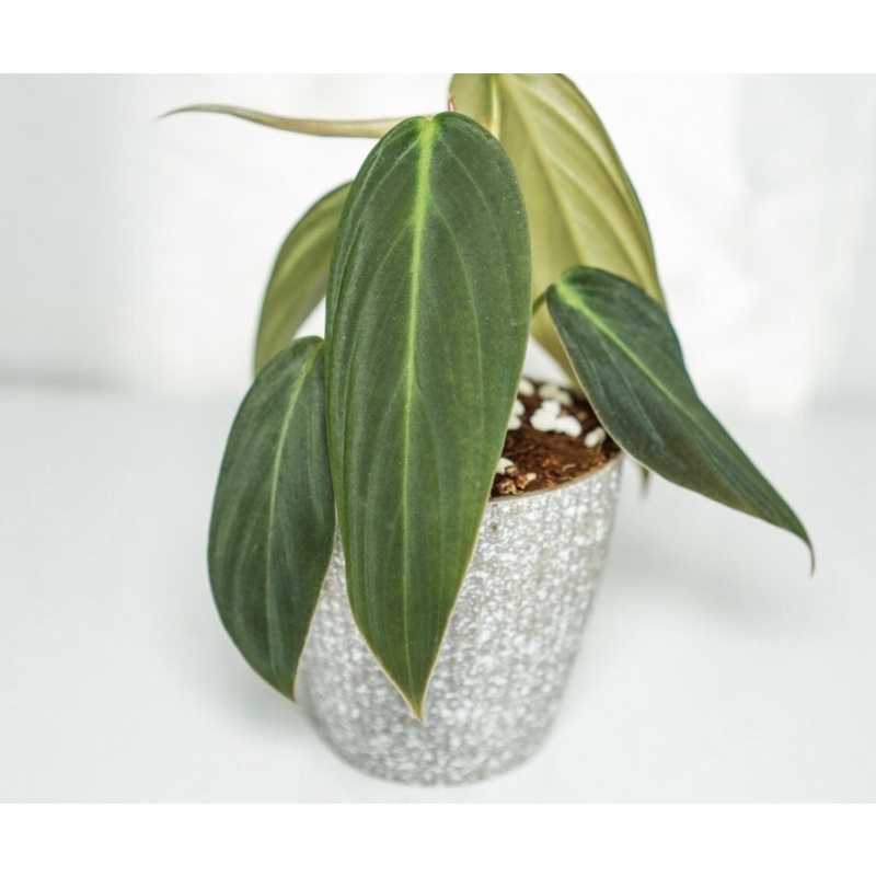 Tanaman hias Philodendron Gigas Giant Hiastropical