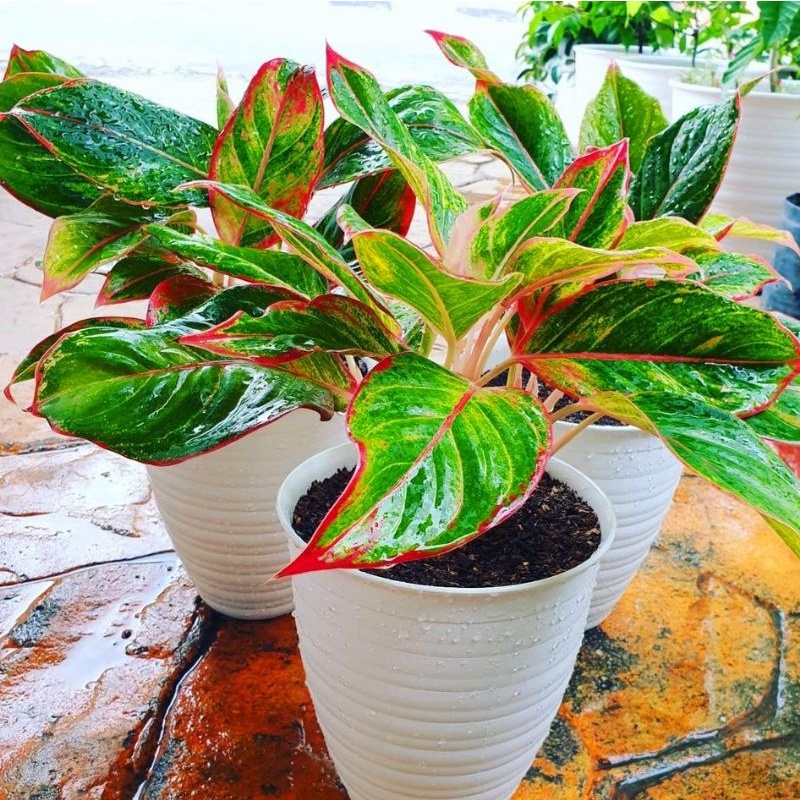 PROMO { BISA COD } Aglonema Lipstik Siam Aurora Merah | Tanaman Hias Bunga Aglonema Lipstik Siam Aur