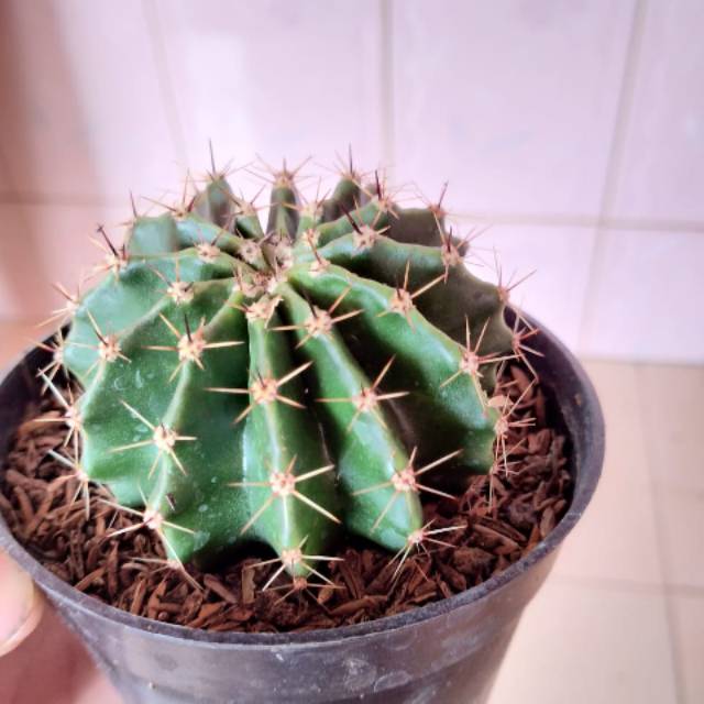 TANAMAN HIAS KAKTUS SUKULEN - KAKTUS MINI SUKULEN + POT