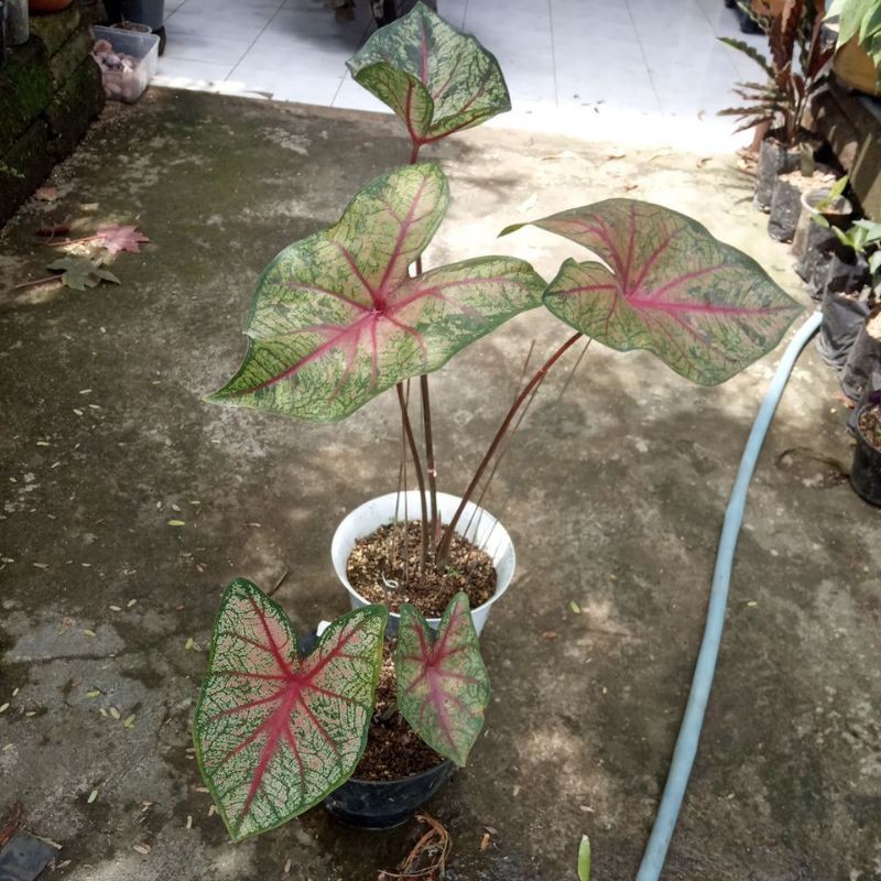 keladi red bone dewasa