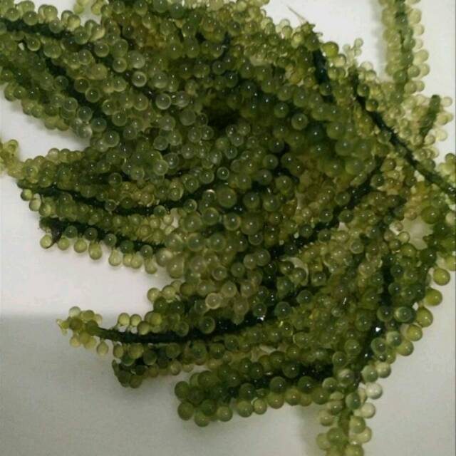 

Dehidrasi Anggur laut grade A