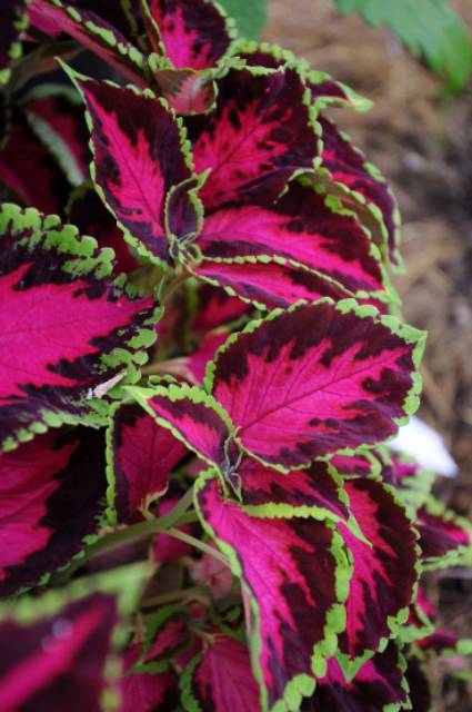 Tanaman hias bunga bayam merah myana merah coleus plant