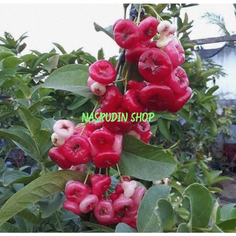 JAMBU AIR ASEM BUAH JAMBU AIR SEGAR 1KG MERAH MATANG LANGSUNG PETIK