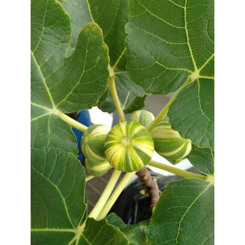 Bibit Buah Tin Jumbo Tin Varigata Regato Penopo Dari Batang Cangkok Cepat Berbuah