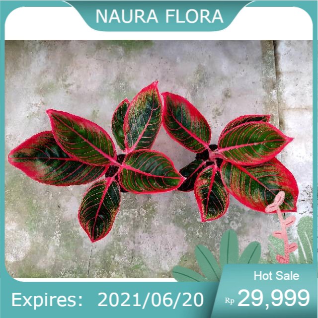 Tanaman hias LIPSTIK KHANZA - (AGLONEMA REMAJA) / AGLONEMA KHANZA / AGLO KANZA / AGLO UNIK LANGKA