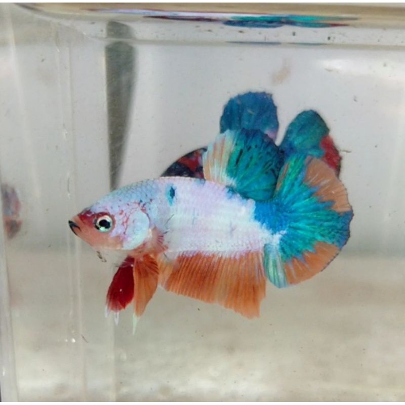 ikan cupang koi candy marble fancy