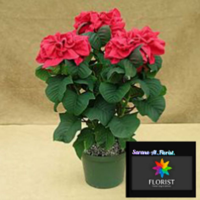 Tanaman hias kastuba mawar