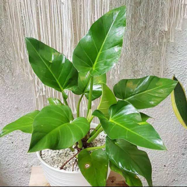 Tanaman hias Marbel /tanaman hias philo marbel