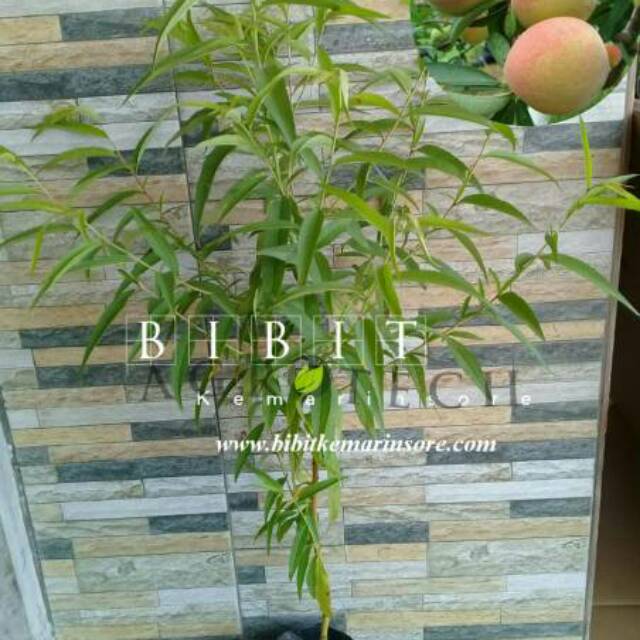 Bibit Persik/ Bibit Peach Super