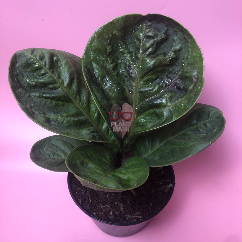 Anthurium Jemani Mangkok Broken Heart | Jemani BH