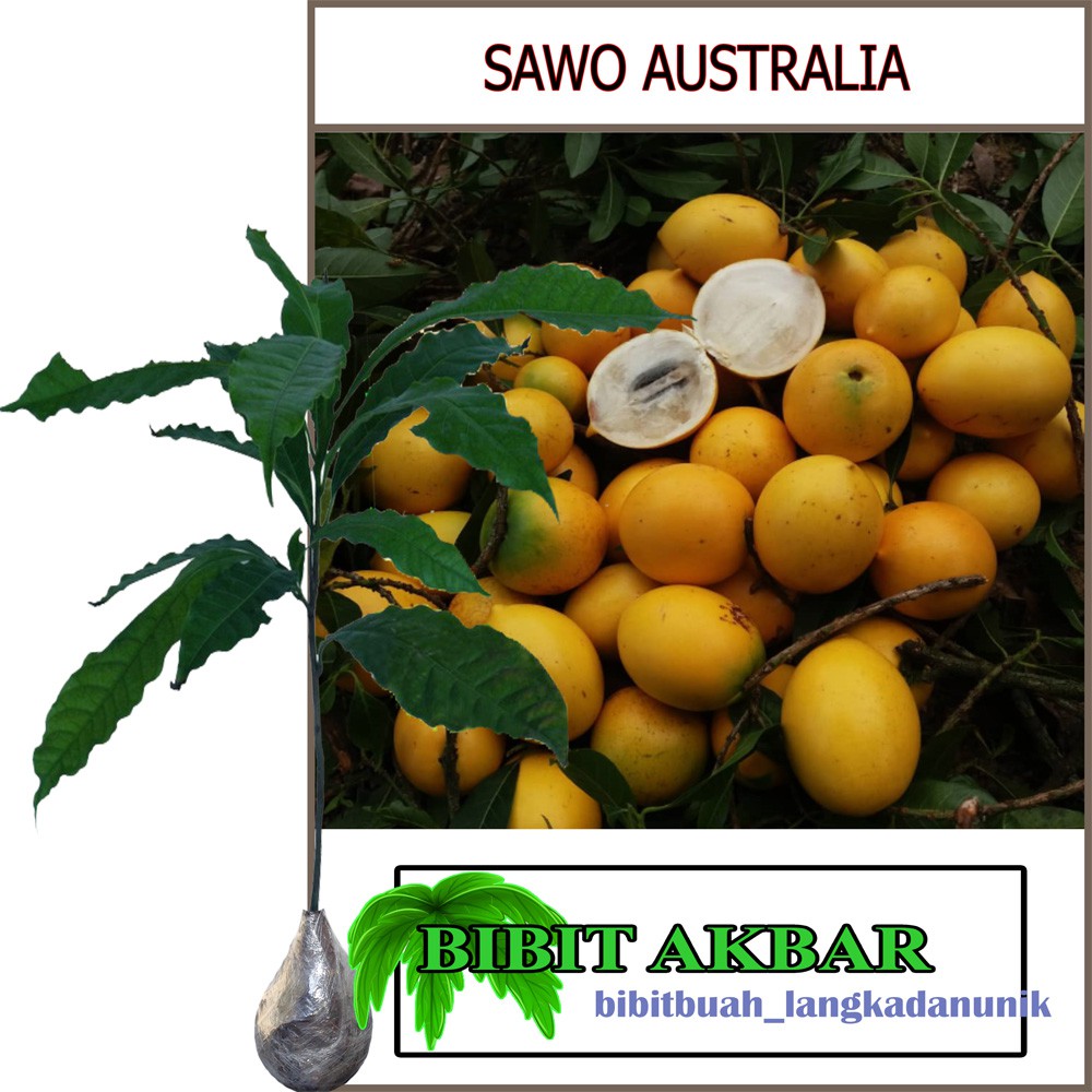 Sawo Australia / Abiu