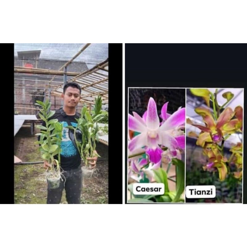 dendrobium promo besar