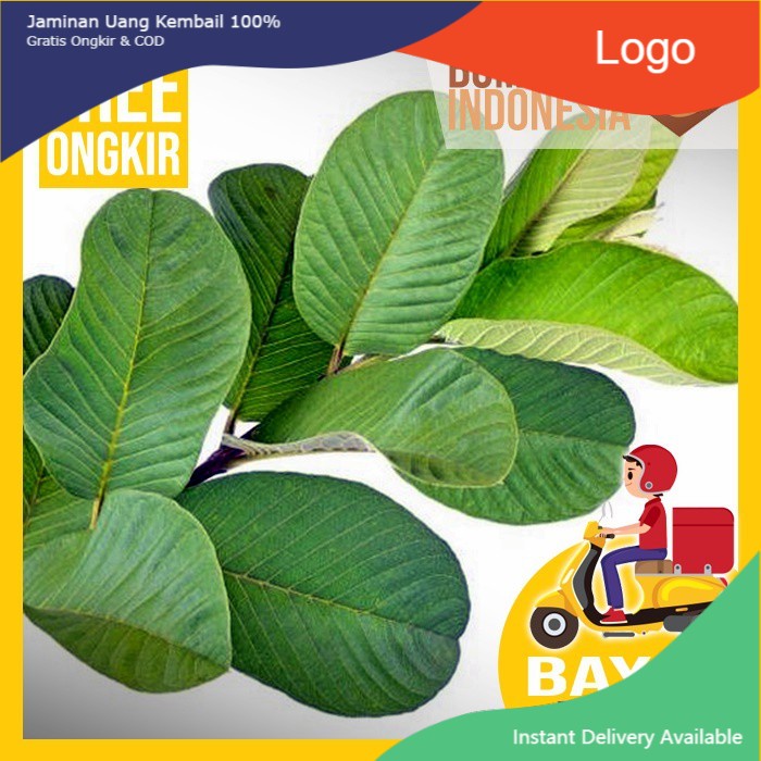 

Daun Jambu Biji Segar Berkhasiat Untuk Menurunkan Kolesterol Dan Diare